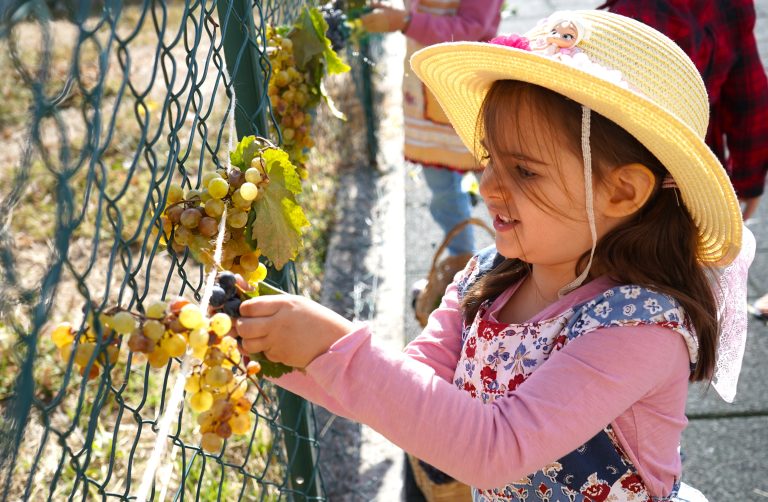 Vindimas_Jardim_Infancia_Mis_set2025